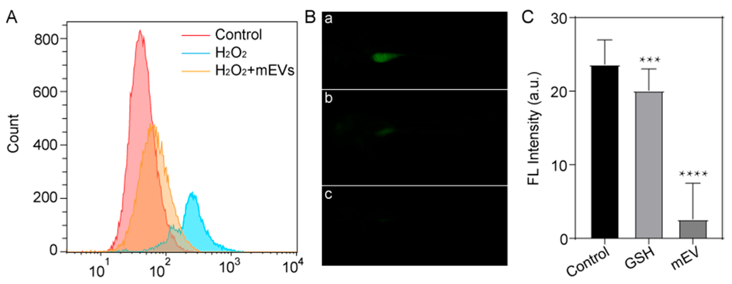 Milk exosomes reduce ROS levels in NIH3T3 cells and zebrafish, demonstrating anti-aging effects.